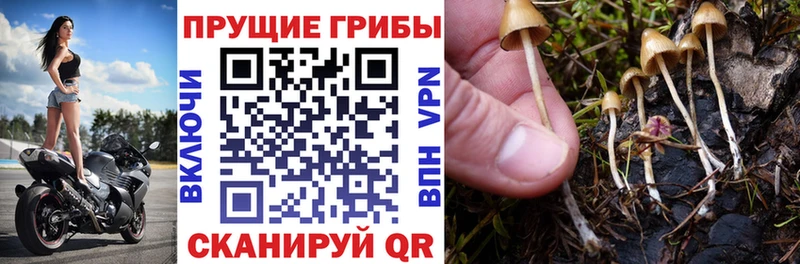 Галлюциногенные грибы GOLDEN TEACHER  Купить закладки  Оса 