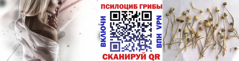 Галлюциногенные грибы Psilocybine cubensis Оса